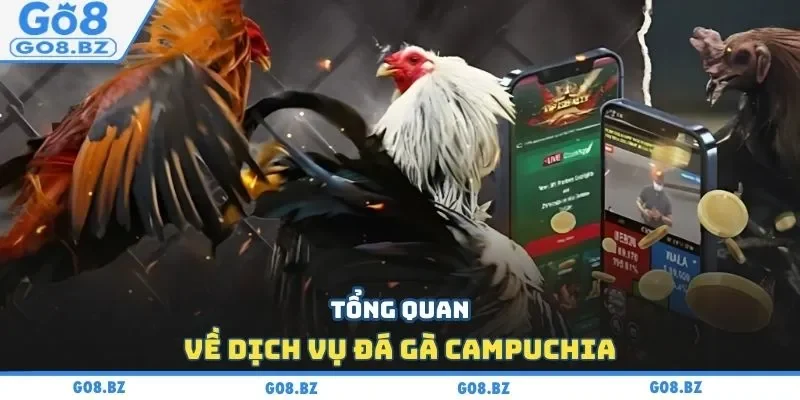 Tổng quan về dịch vụ đá gà Campuchia