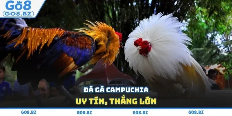 Đá gà Campuchia uy tín, thắng lớn