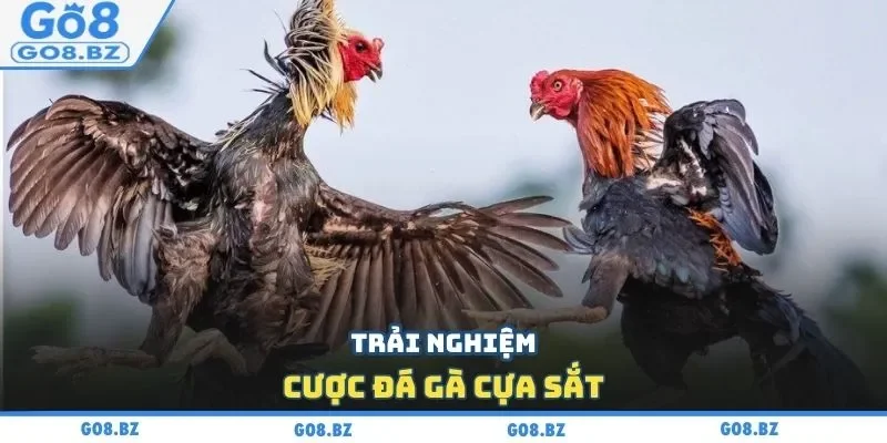 Trải nghiệm cược đá gà cựa sắt