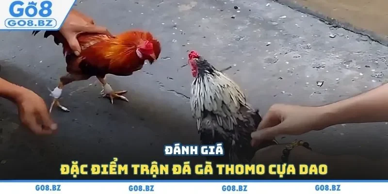 Đánh giá đặc điểm trận đá gà Thomo cựa dao